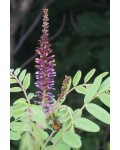 Аморфа кустарниковая | Аморфа кущова | Amorpha fruticosa L.